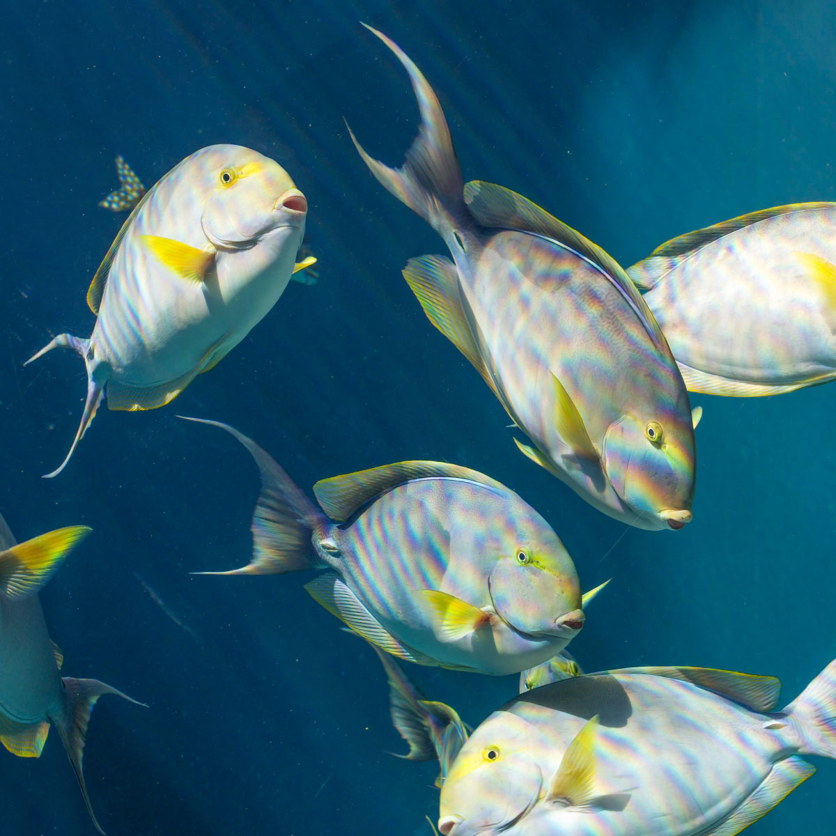 生け簀用カメラ